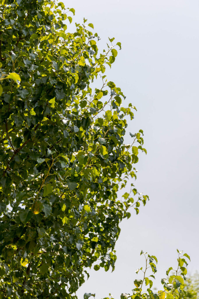 Lexford Park Green Spaces